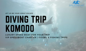 Diving Trip Labuan Bajo x Le Chanos Komodo sewa speedboat labuan bajo